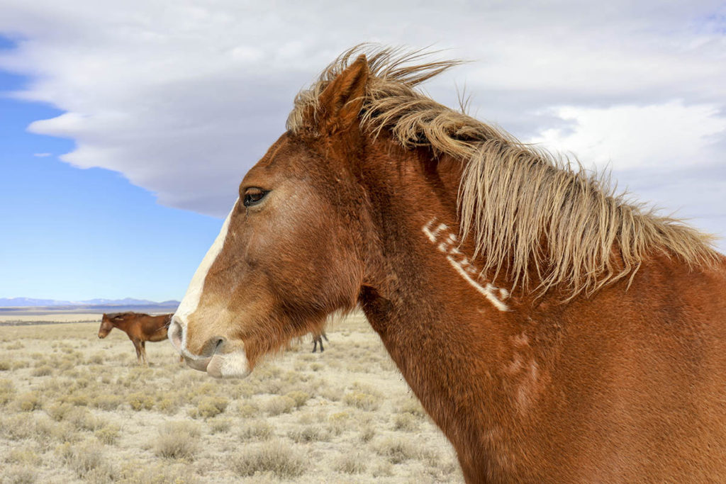 A red-brown horse's head and neck showing a brand.