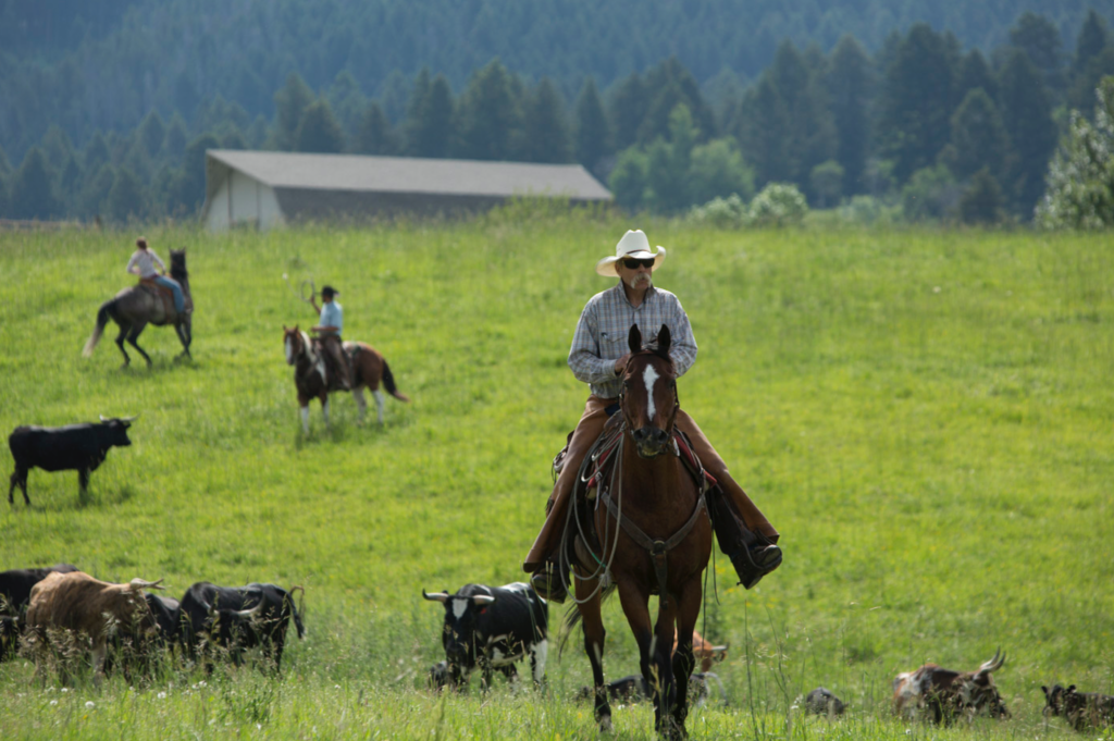 A rancher on a horse in a green pasture.