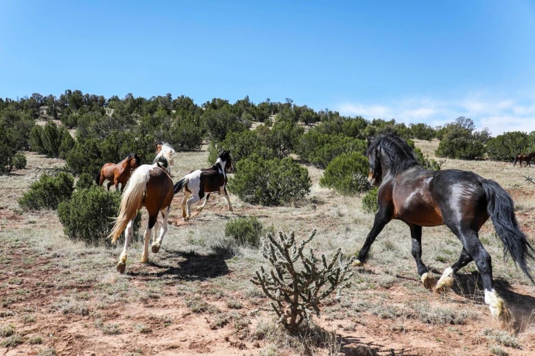 Amid Rancor, Advocates Scramble to Find Homes for Wild Horses