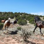 Amid Rancor, Advocates Scramble to Find Homes for Wild Horses