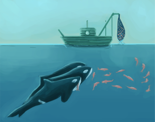 The Lummi Nation Has a Simple Idea to Save Orcas: Get More Chinook in ...