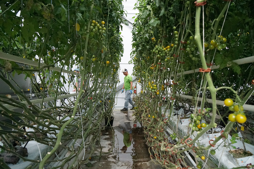 This Wyoming Greenhouse is a Place for Employees with Disabilities to Grow