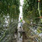 This Wyoming Greenhouse is a Place for Employees with Disabilities to Grow