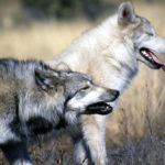 Wolves and Hunting Can Go Hand-in-Hand