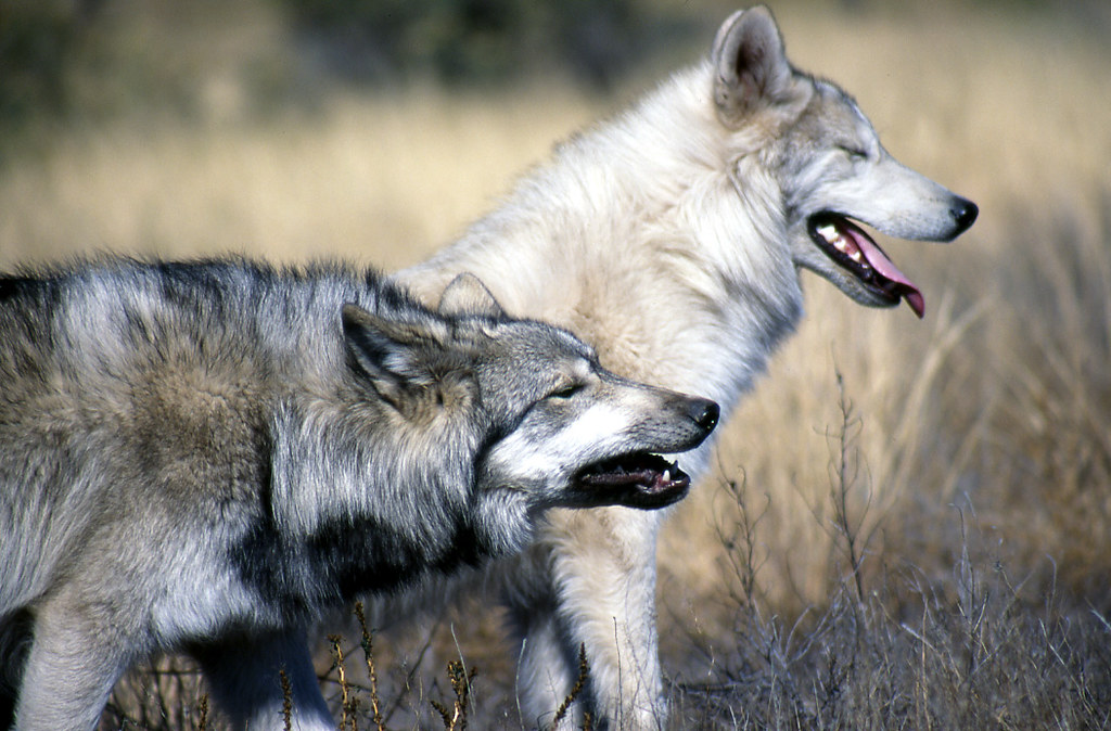 Wolves and Hunting Can Go Hand-in-Hand